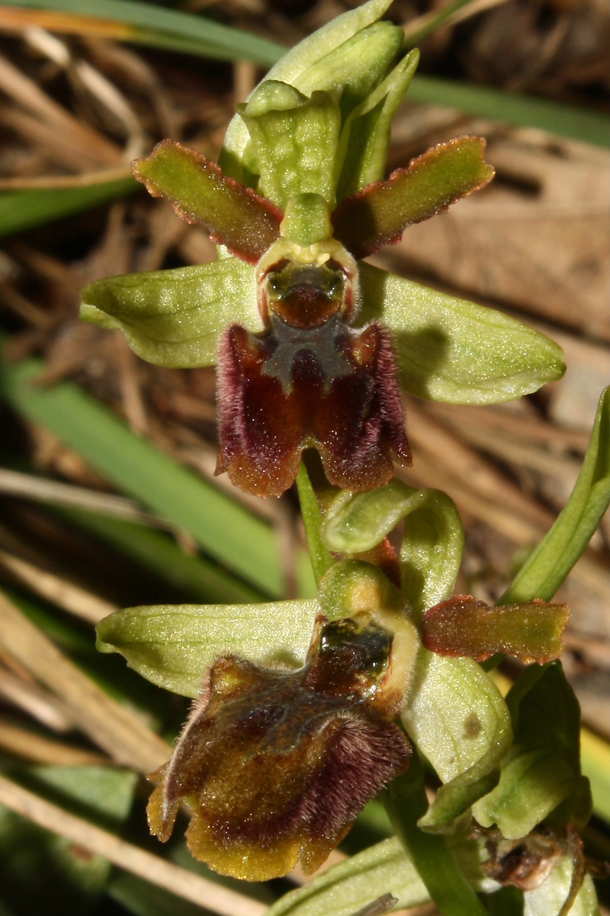 Ophrys sphegodes da determinare-3